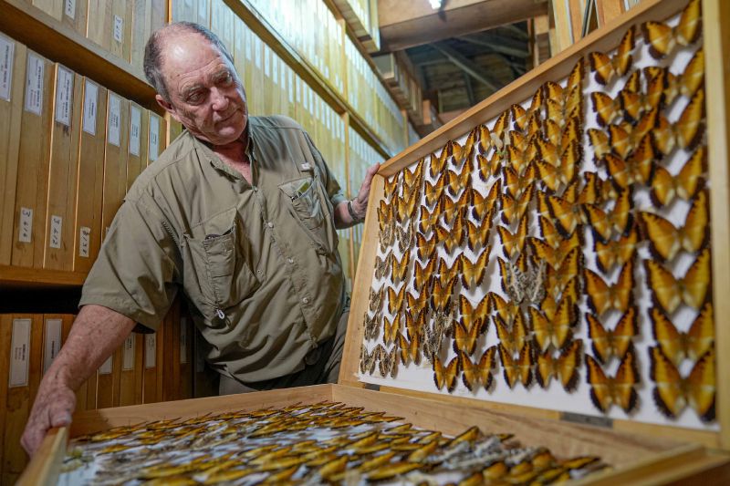 Steve Collins, a butterfly collector and the founder of the African Butterfly Research Institute, holds a butterfly collection box in Nairobi, Kenya, Dec. 9.