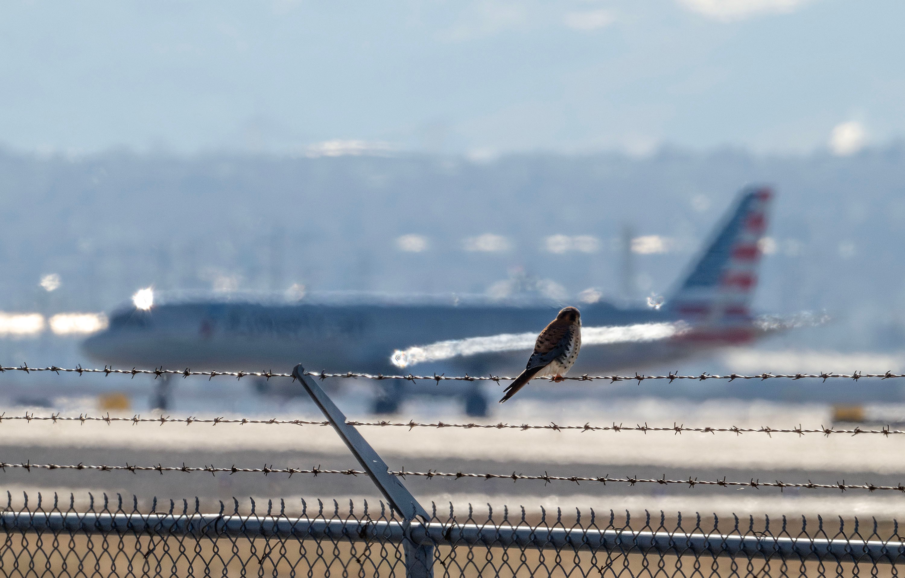 A major crash shows bird strikes are real. Here's how Salt Lake airport tries to prevent them 