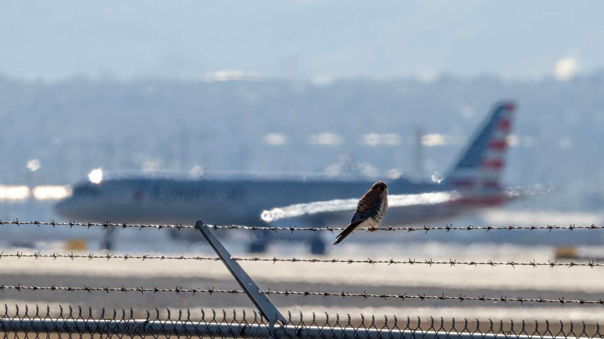 An American kestrel falcon sits on a fence at the Salt Lake City International Airport on Tuesday. The wildlife mitigation team at the airport is working hard to minimize bird strikes.