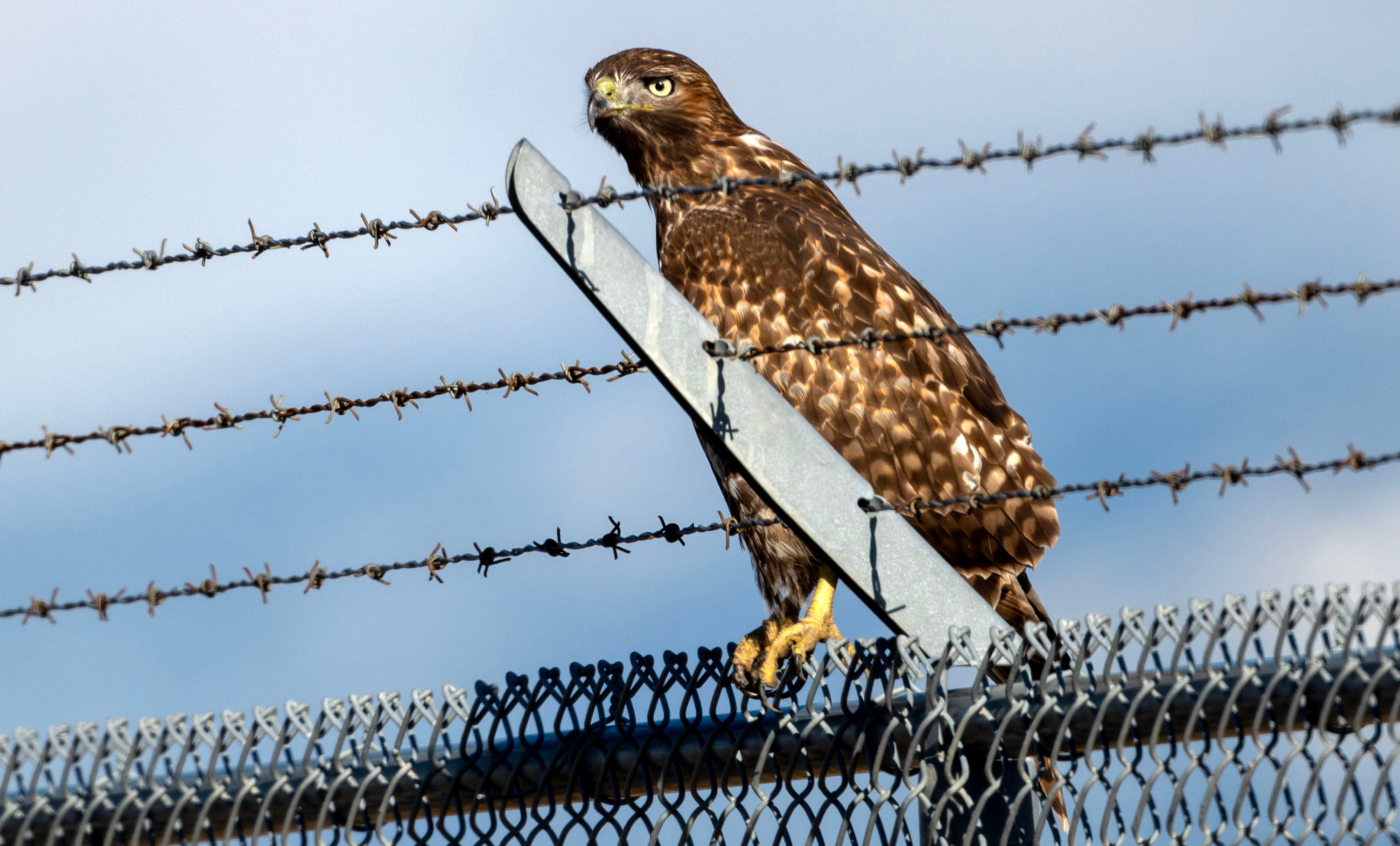 A Red-tailed Hawk eyes the low-cut grass areas near one of the runways at the Salt Lake City International Airport on Tuesday. The airport’s wildlife mitigation team is working hard to minimize strikes.