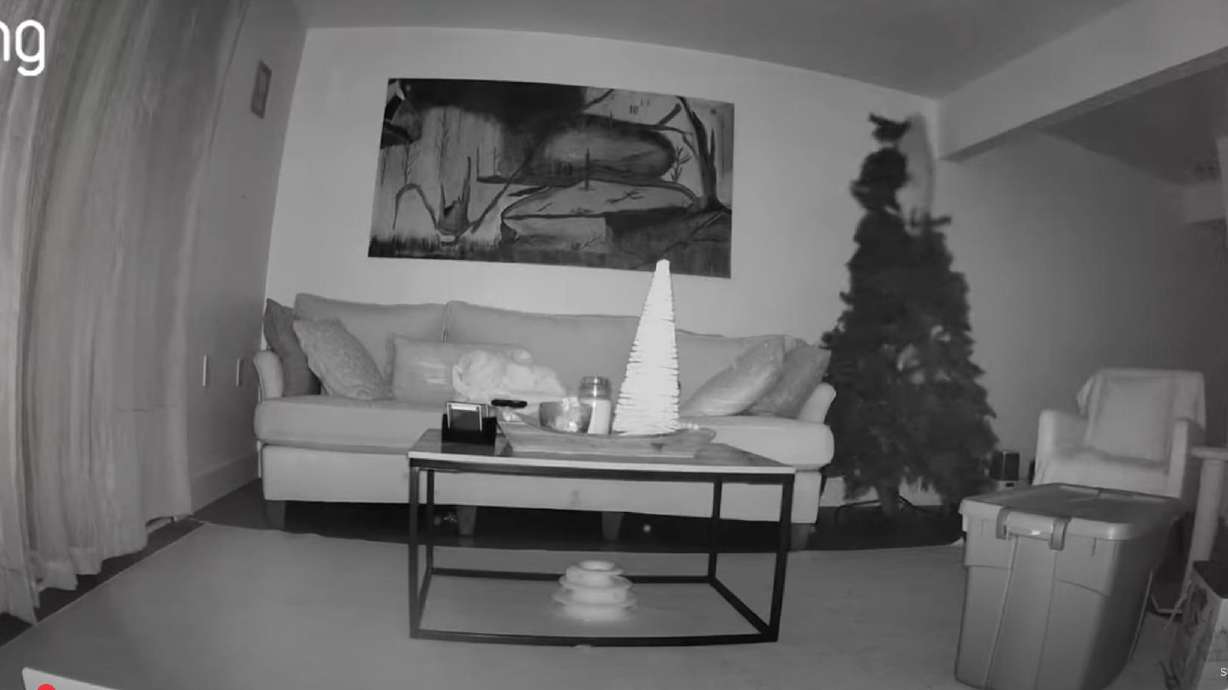 Home surveillance video captures a cat about to take down the Christmas tree, feline style.