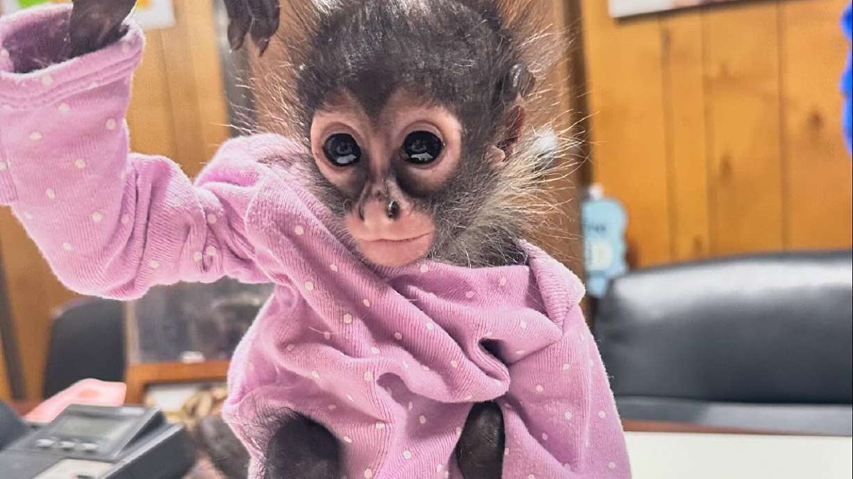 A man was arrested in Madera County, California, for driving under the influence and possessing a spider monkey. The monkey has been safely transferred to the Oakland Zoo.