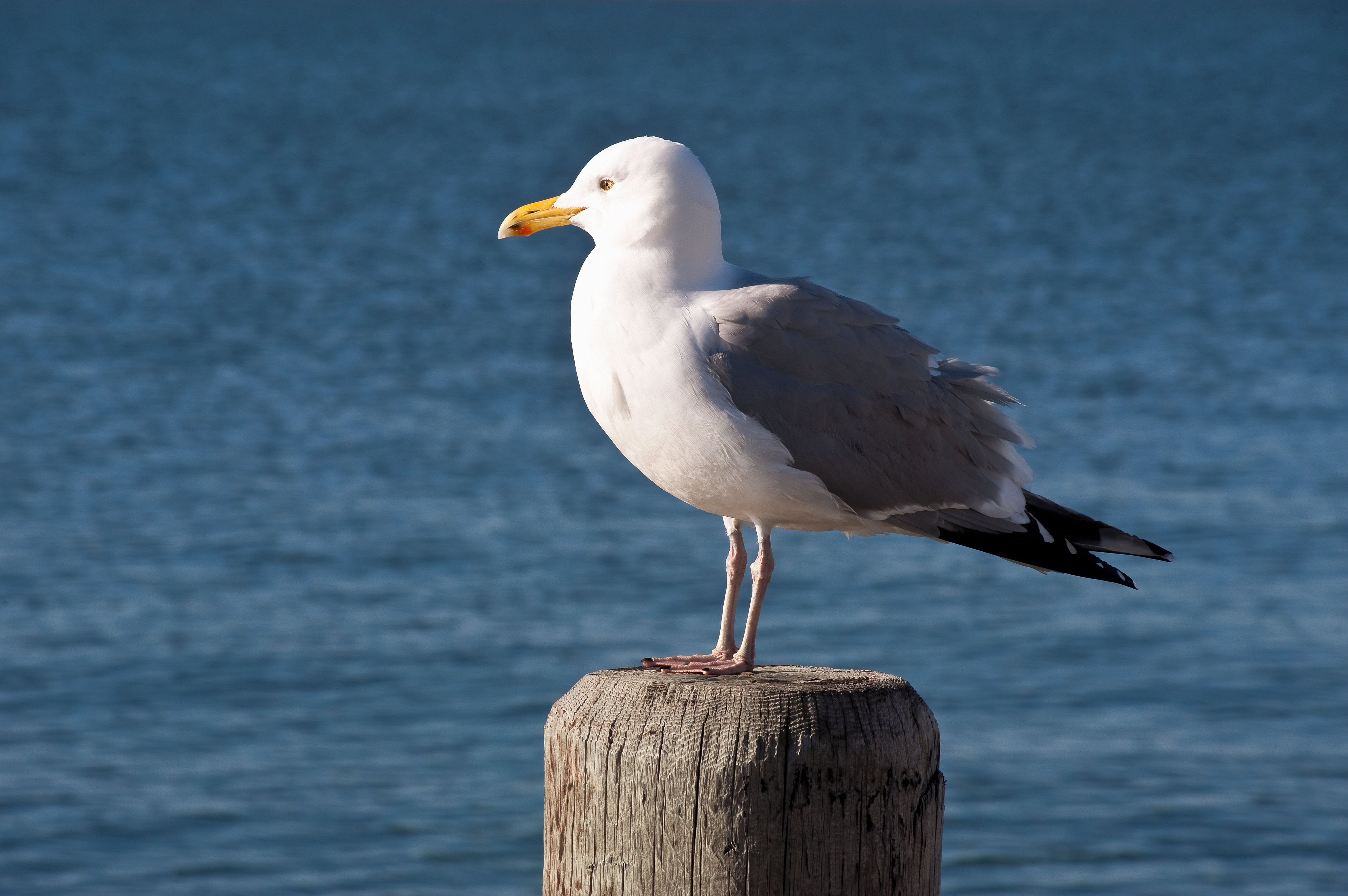 Bird poop may be the key to stopping the next flu pandemic. Here's why ...