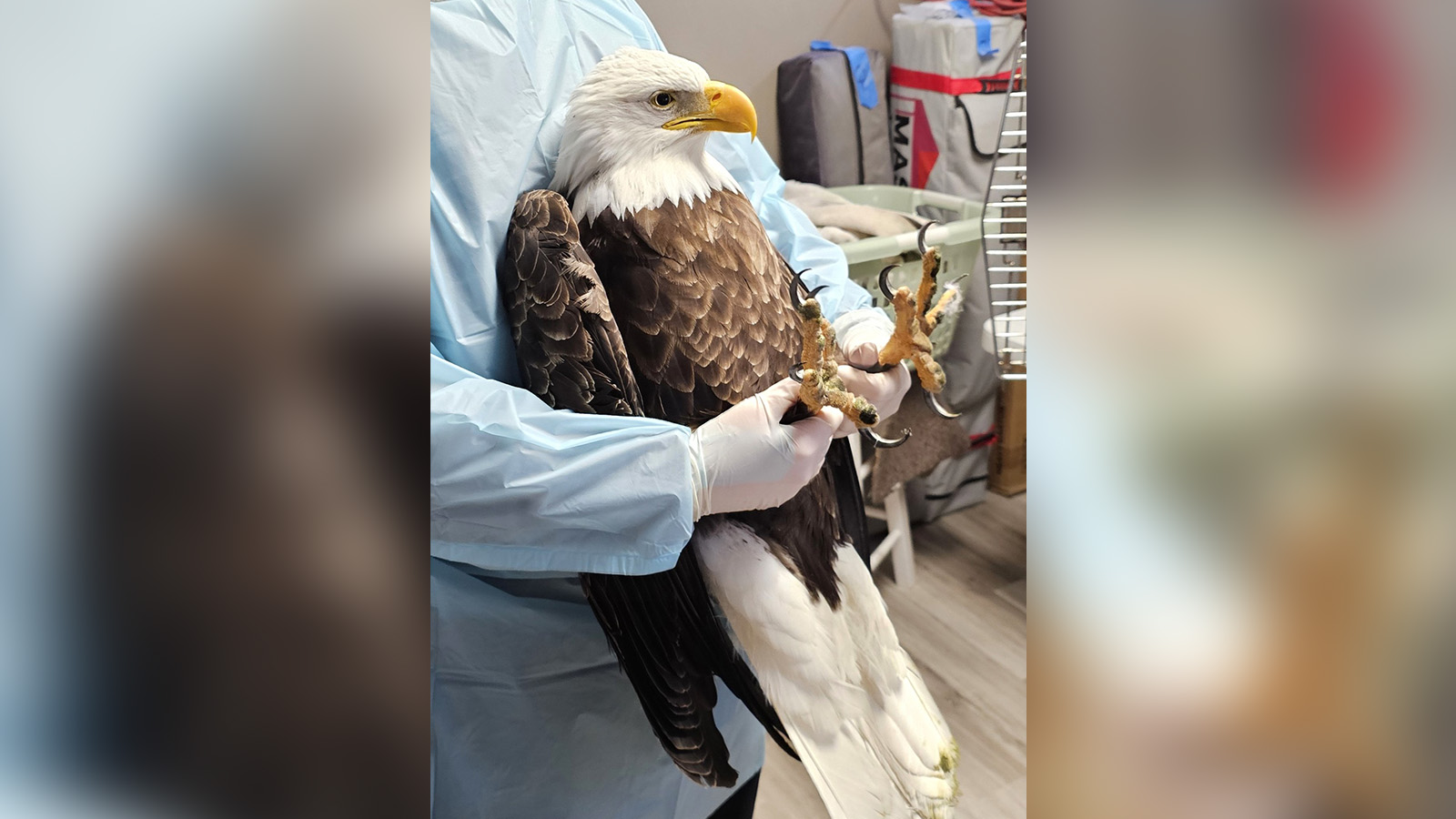 Utah wildlife center calls for changes after bald eagle dies of lead poisoning 