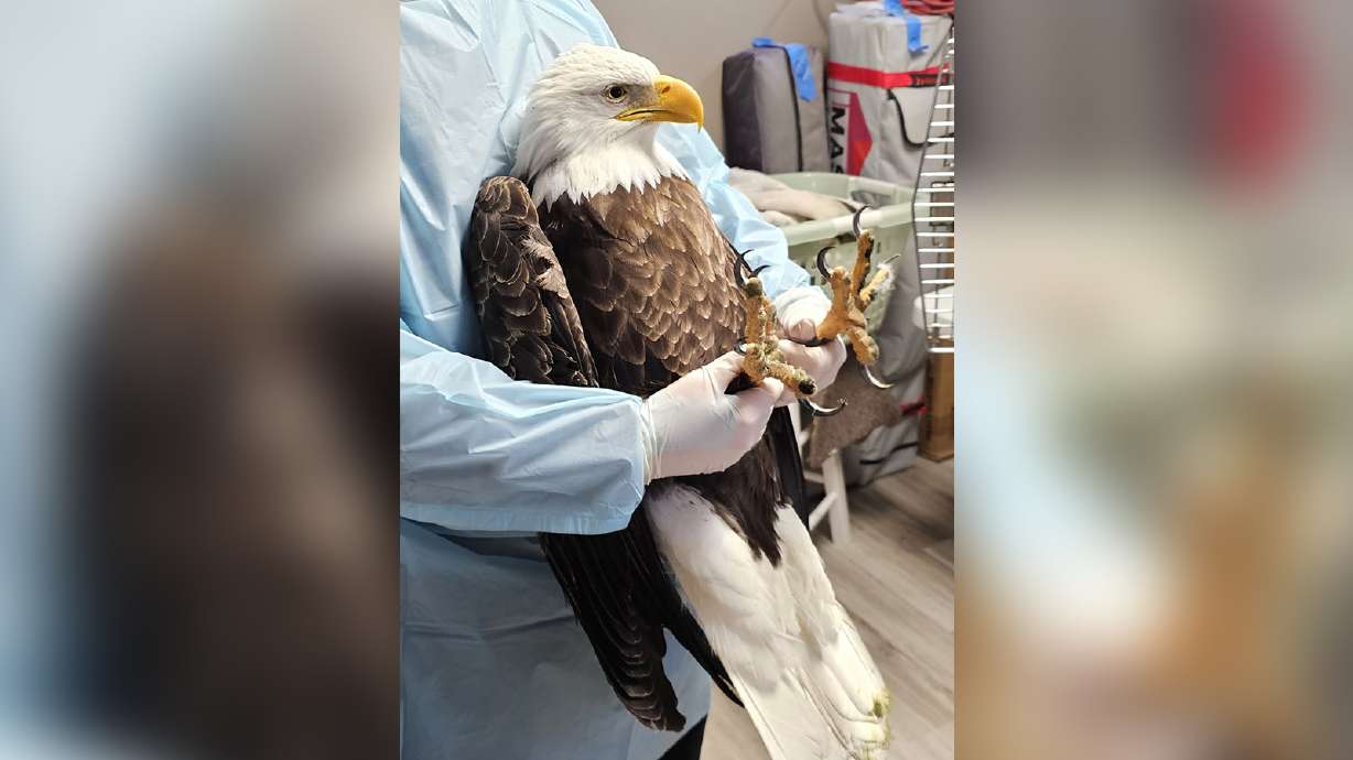 A bald eagle is tested for lead poisoning at the Wildlife Rehabilitation Center of Northern Utah in Ogden after being rescued on Friday. The eagle died Saturday, center officials said.