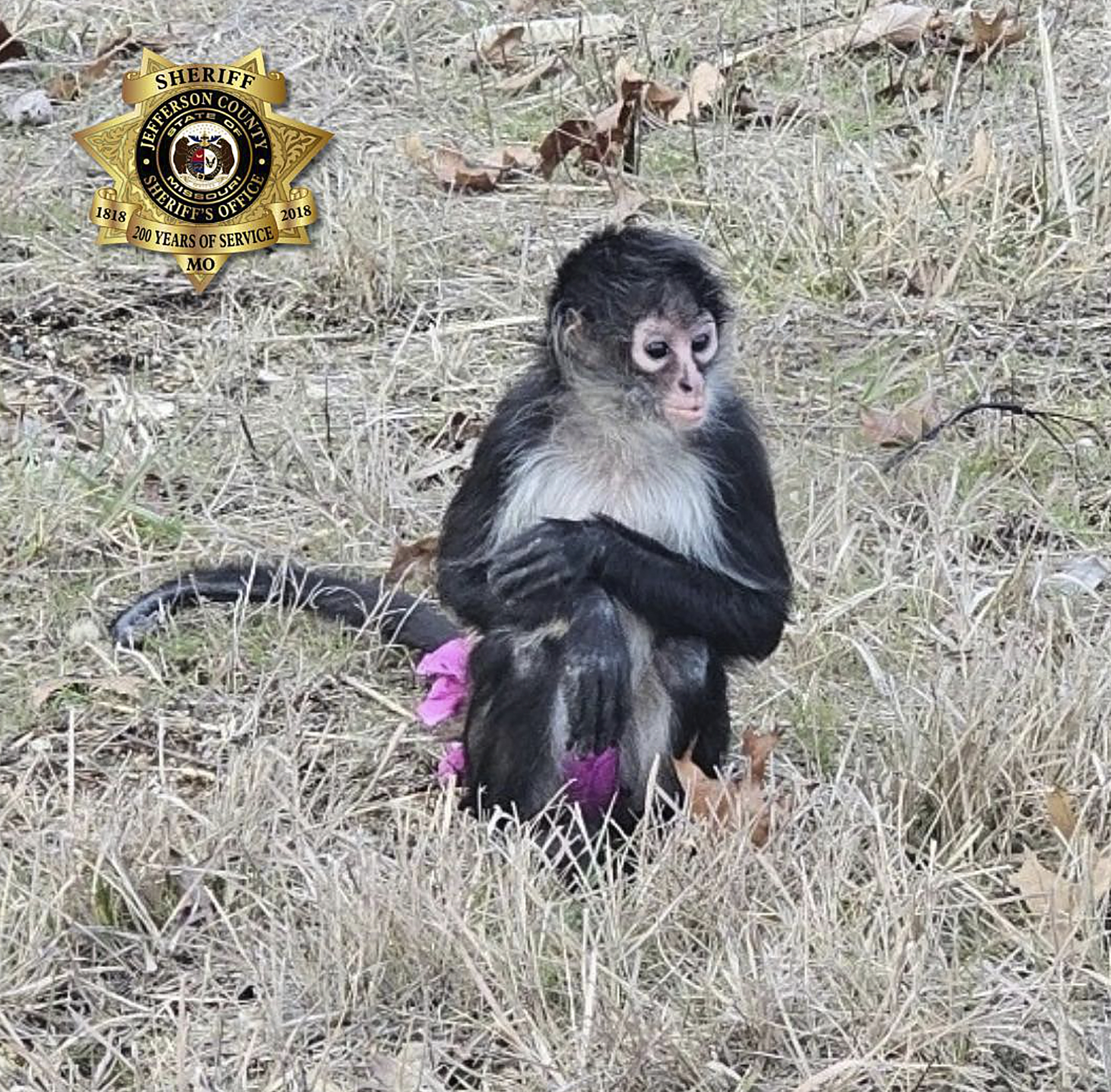 Monkey in a tutu escapes from a home. Missouri sheriff's office says the capture was 'bananas'