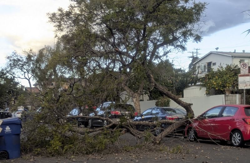 A tree blocks a street after falling amid strengthening winds Tuesday, in northeast Los Angeles. Winds have gained strength across Southern California. Forecasters warn of "life-threatening, destructive" gusts.