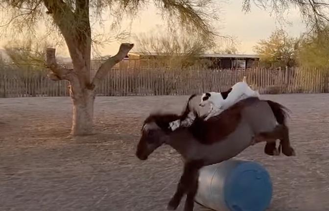 A dog rides a horse in this Dec. 2, 2024, video from Phoenix, Arizona.