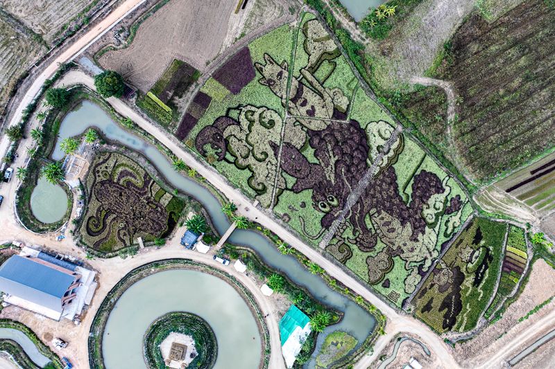 Thai rice fields transformed into vibrant art depicting red dragon as tribute to flood victims