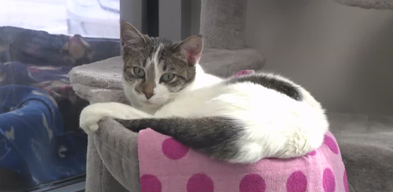 A cat is shown at the Humane Society of Utah on Sunday in Murray. The shelter is making space for pets displaced by the L.A. fires.