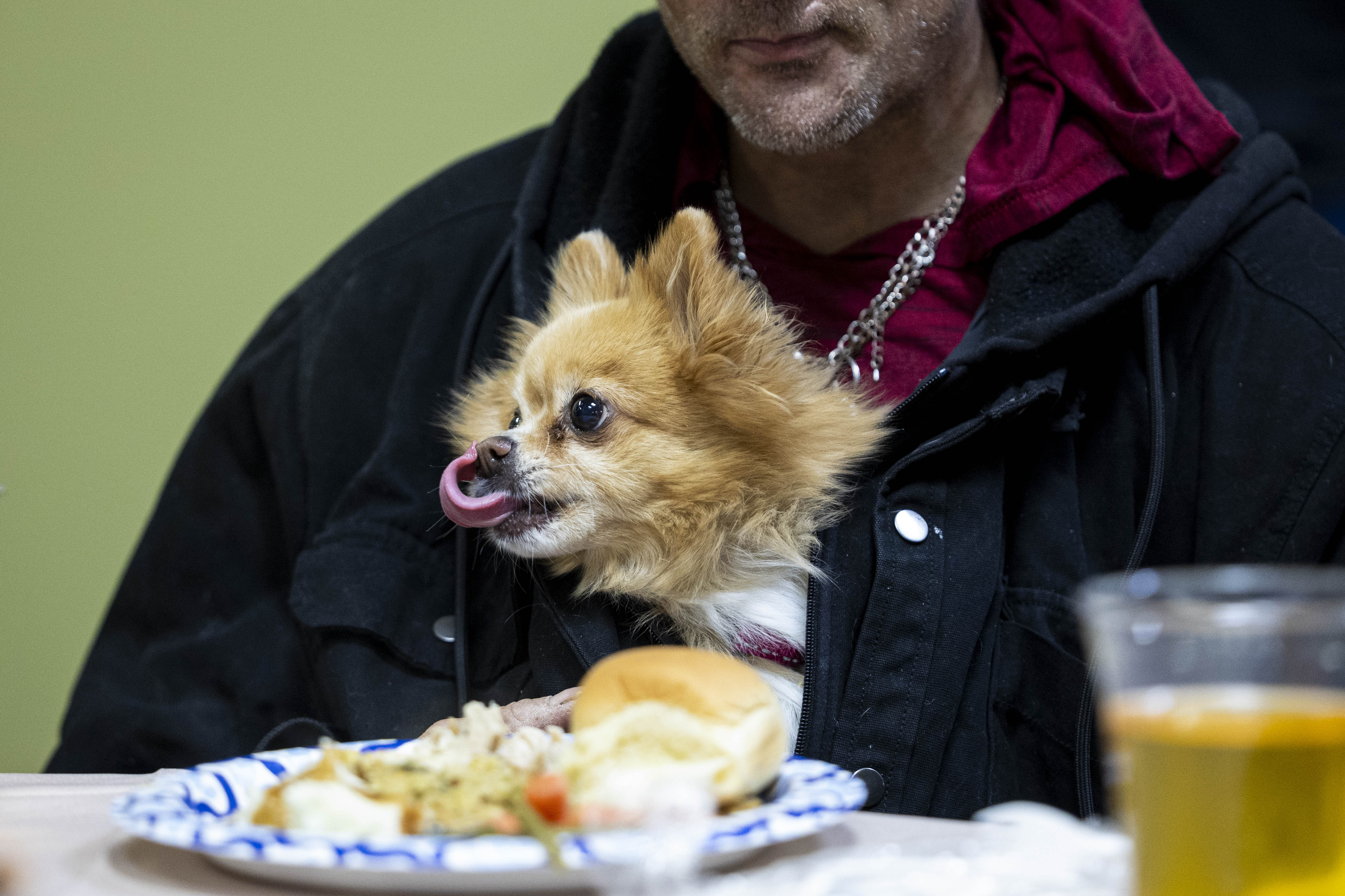 A dog named Holly, 6 years old, licks her lips as she rests in the jacket of her owner, Matt Fox, during the Hope Renewed Thanksgiving Banquet held by the Rescue Mission of Salt Lake in Salt Lake City on Nov. 27, 2024.