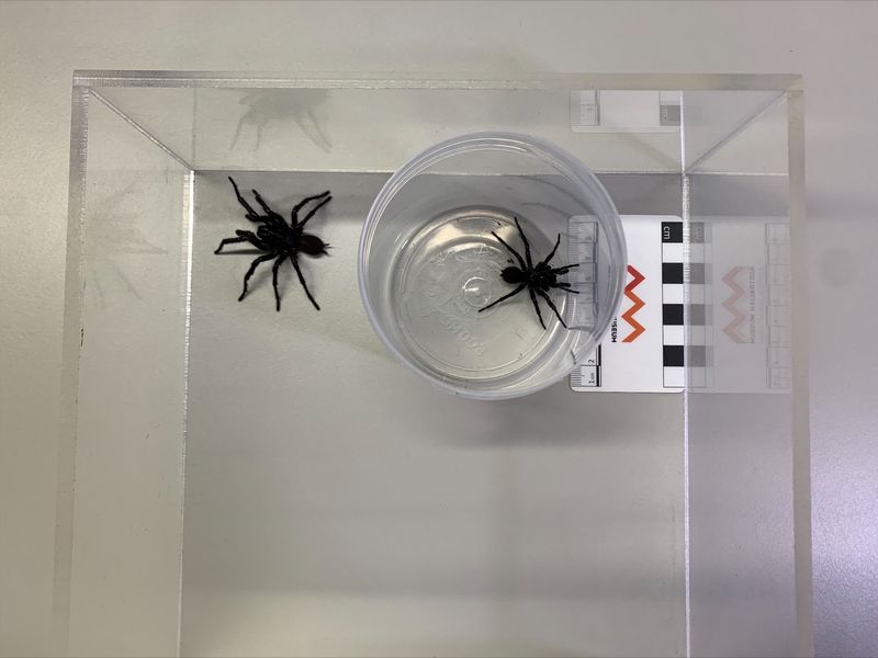 Australian scientists discover bigger species of deadly funnel web spiders