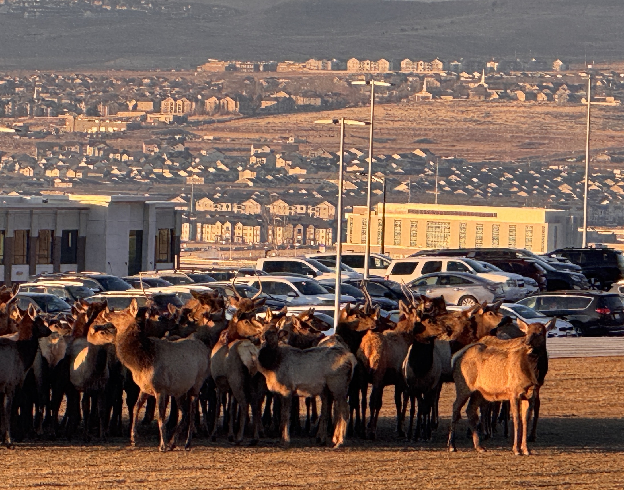 An elk herd gathered outside of Viewpoint Middle School in Lehi on Jan. 9.