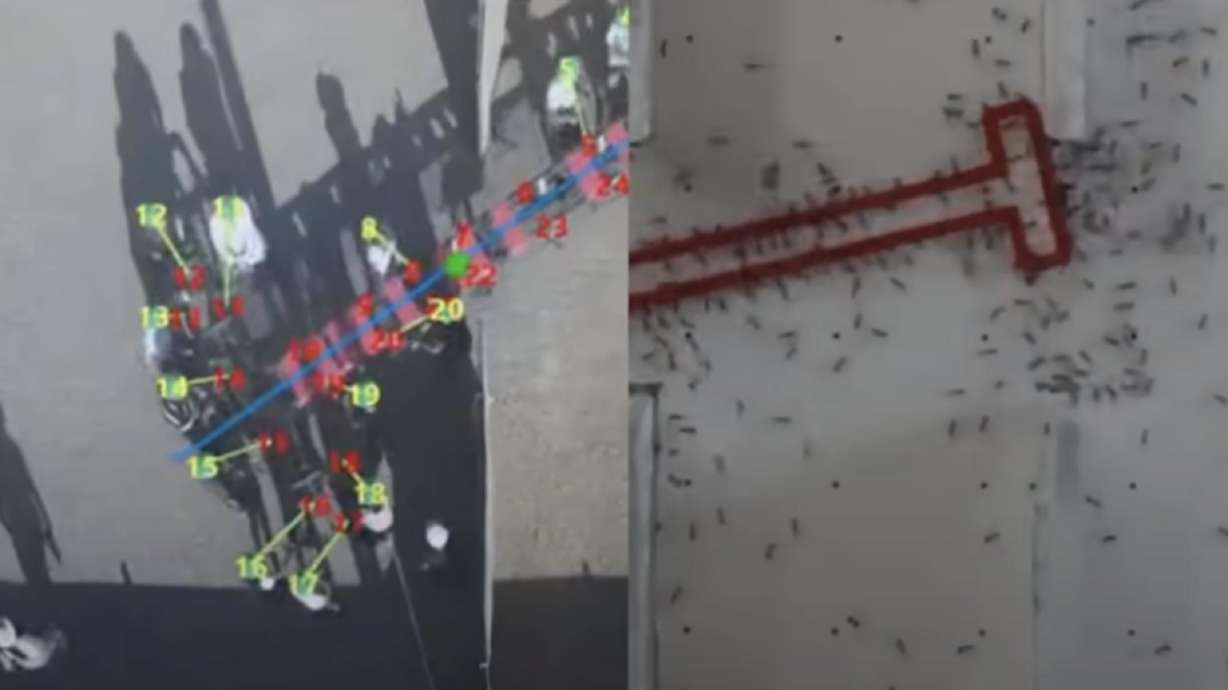 A colony of ants and a group of humans are put to the same test. Who handled it better?