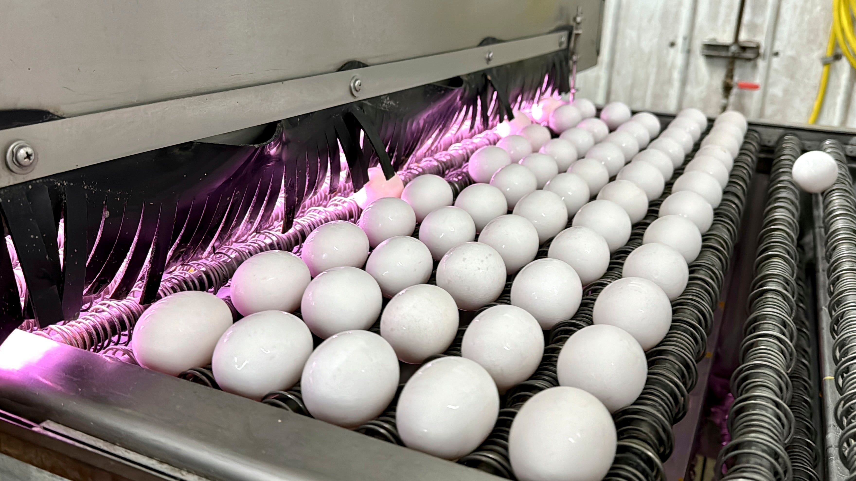 Eggs prices keep climbing, supplies drop amid bird flu