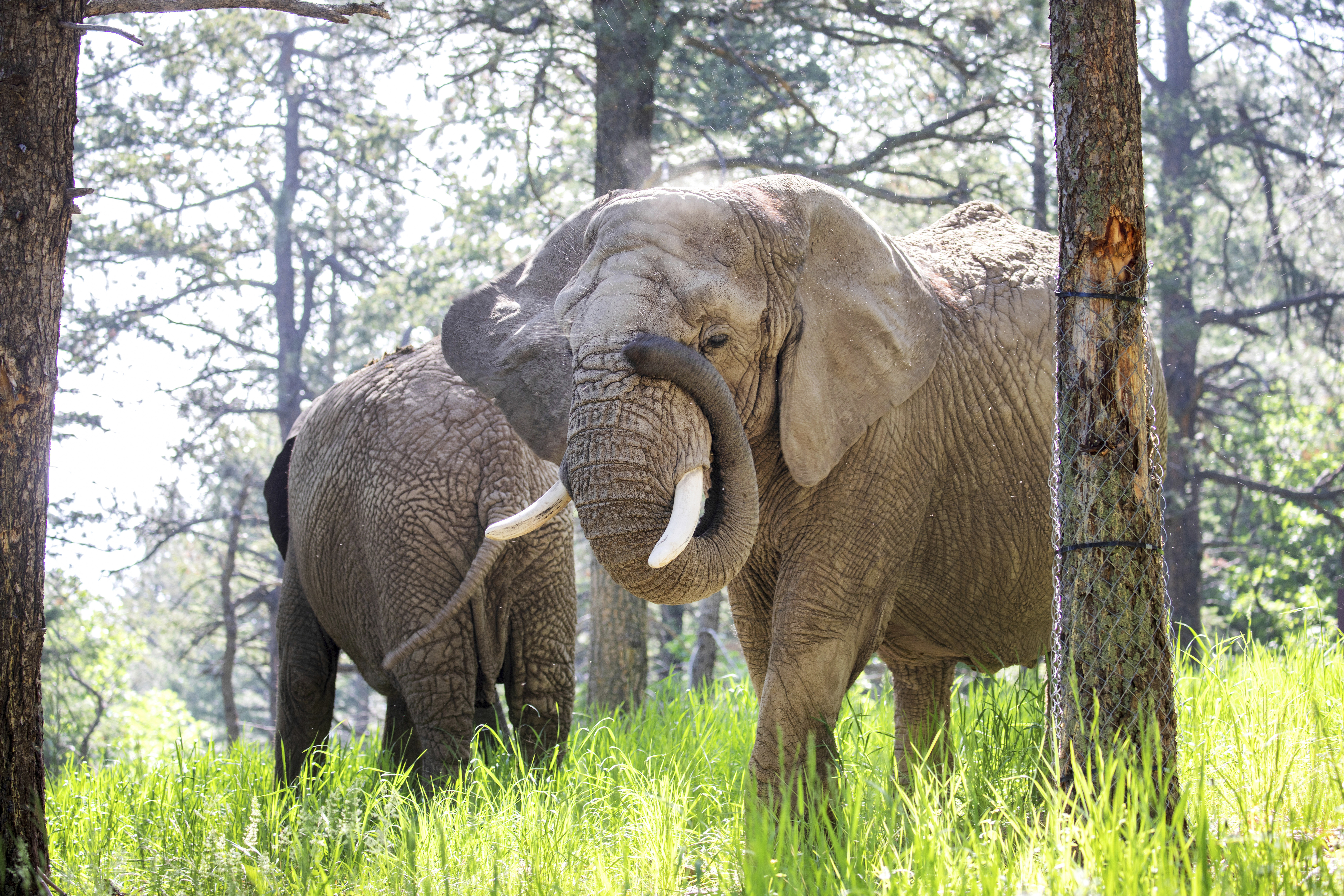 Elephants can't pursue their release from a Colorado zoo because they're not human, court says