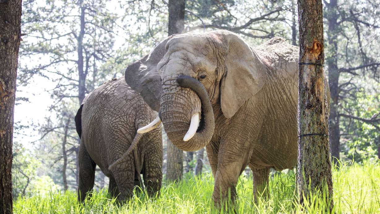 This undated photo provided by the Cheyenne Mountain Zoo shows elephants Kimba, front, and Lucky, back, at the Zoo in Colorado Springs, Colo.