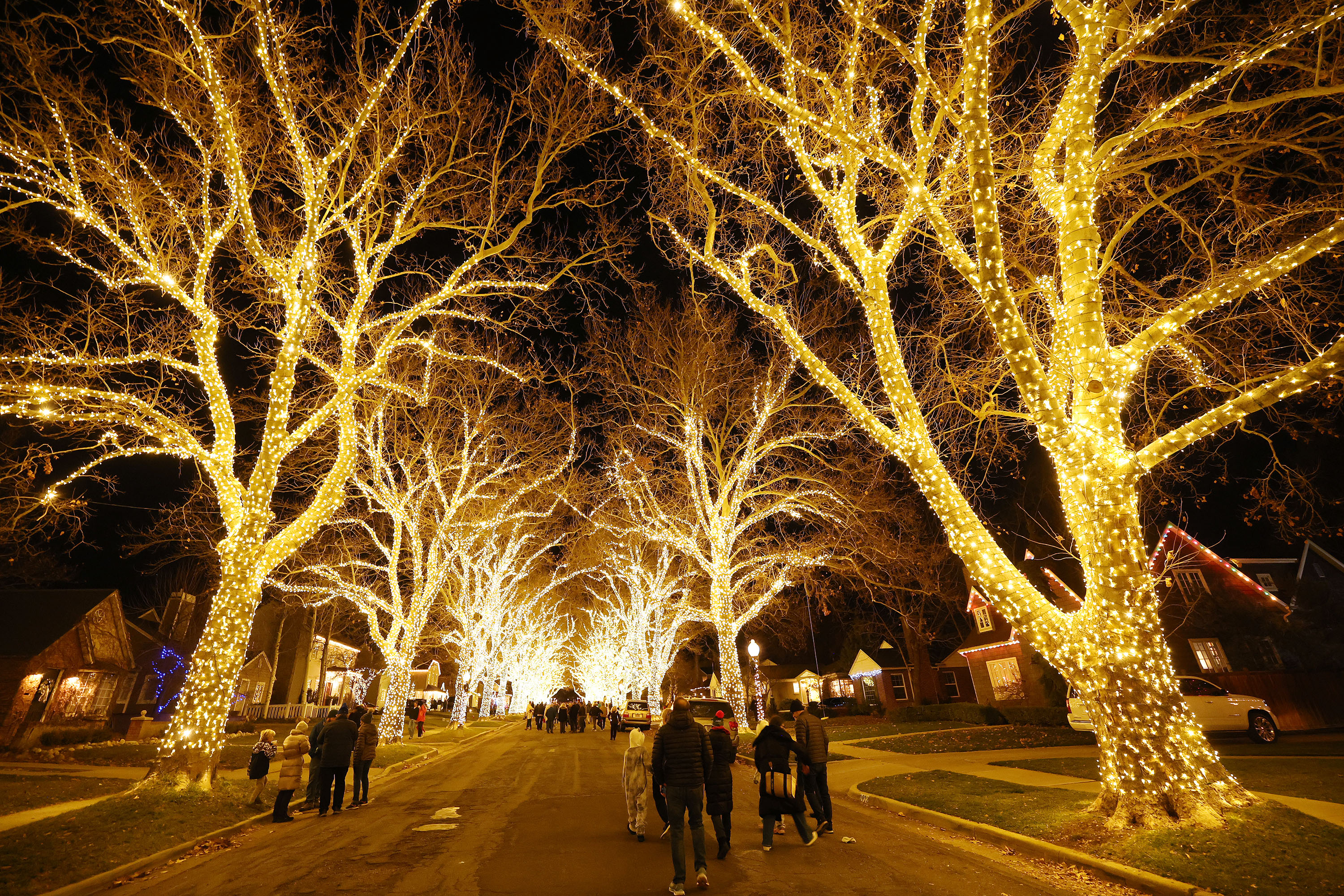 Salt Lake City's cherished sycamore trees are dying. Here's how the city is responding