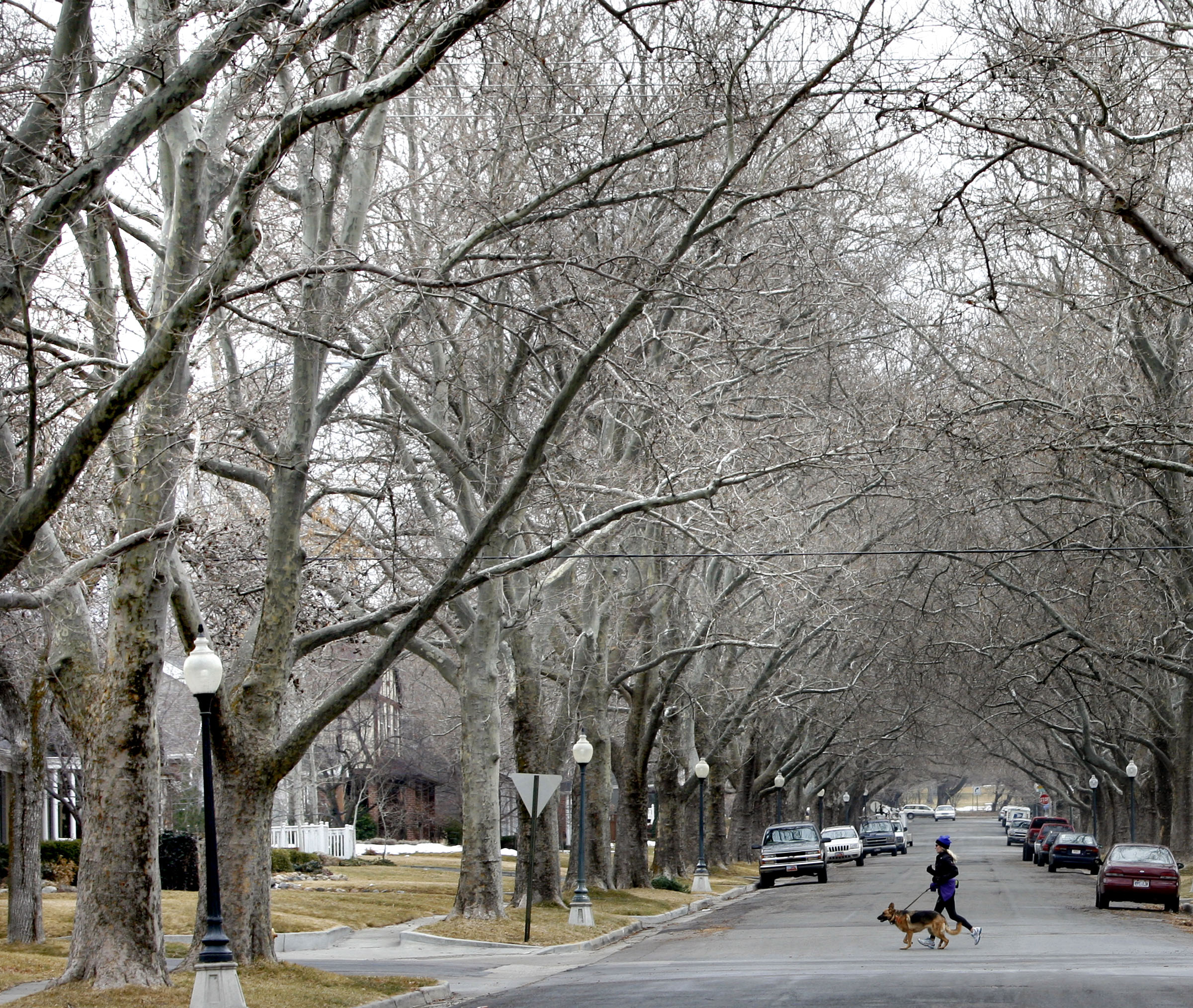 Trees line Michigan Avenue in the Yalecrest neighborhood of Salt Lake City on Feb. 9, 2012.