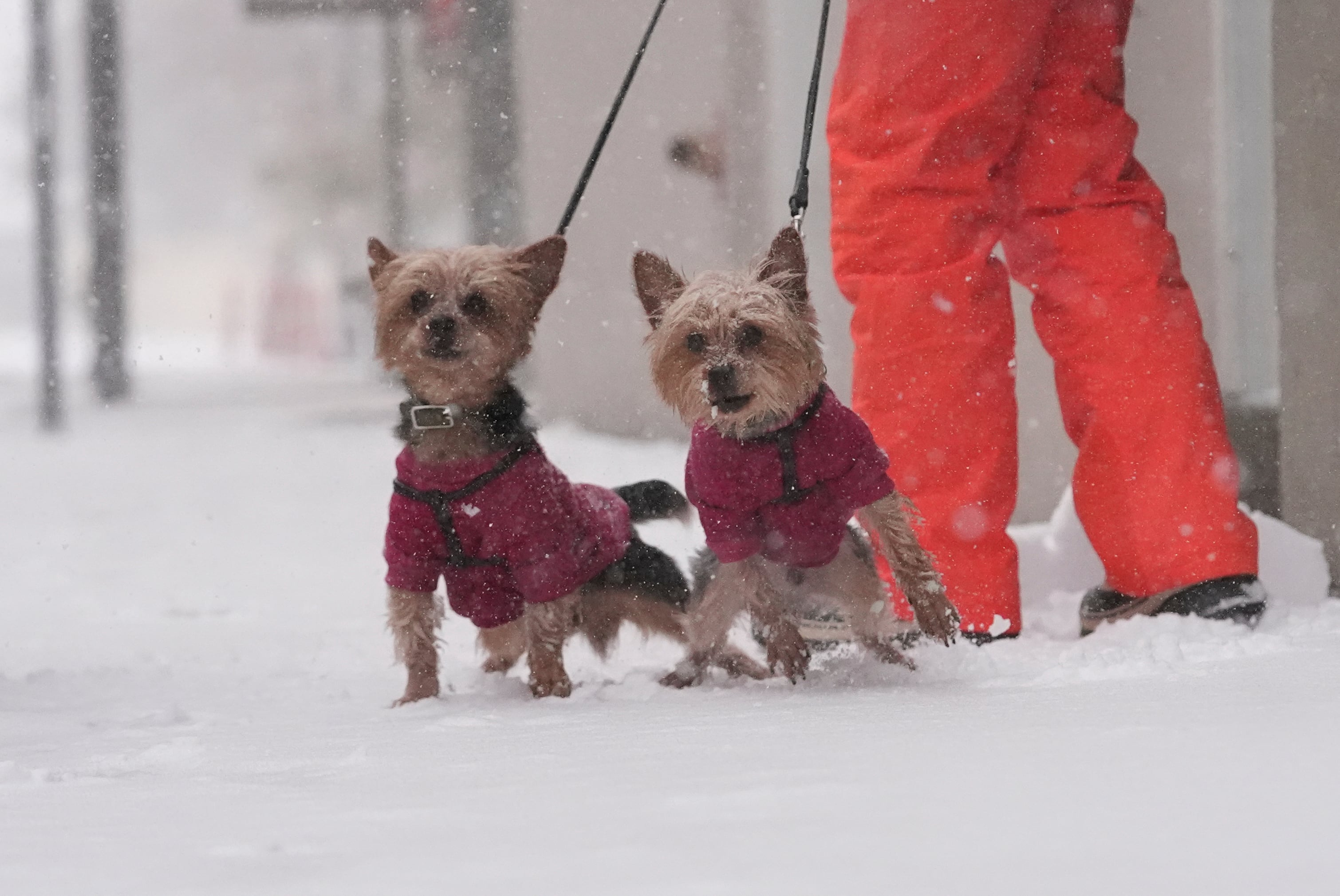 A person walks his dogs in the snow covered French Quarter in New Orleans, Tuesday.