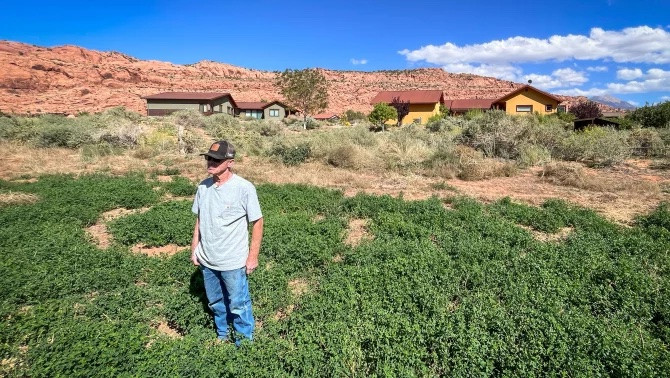 Farmer Gary Wilson stands in one of his alfalfa fields in Moab, Sept. 17, 2024. For years, he also farmed the land next to this field, but it has been developed into large homes in recent years.