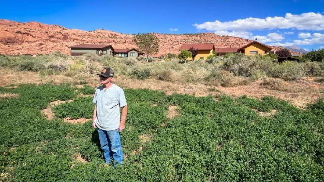 Farmer Gary Wilson stands in one of his alfalfa fields in Moab, Sept. 17, 2024. For years, he also farmed the land next to this field, but it has been developed into large homes in recent years.