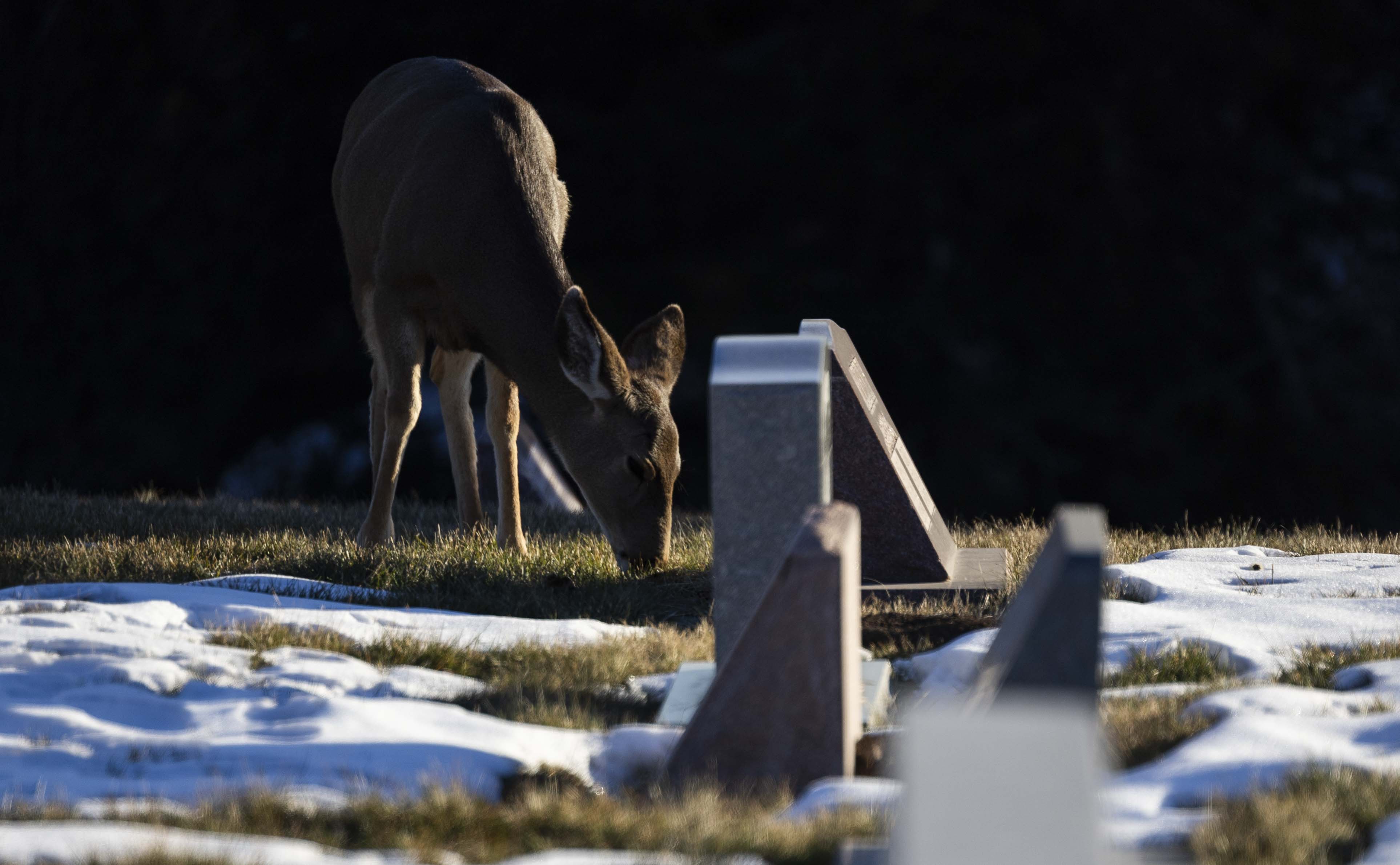 A deer eats grass around gravestones in the Salt Lake City Cemetery in Salt Lake City on Wednesday.