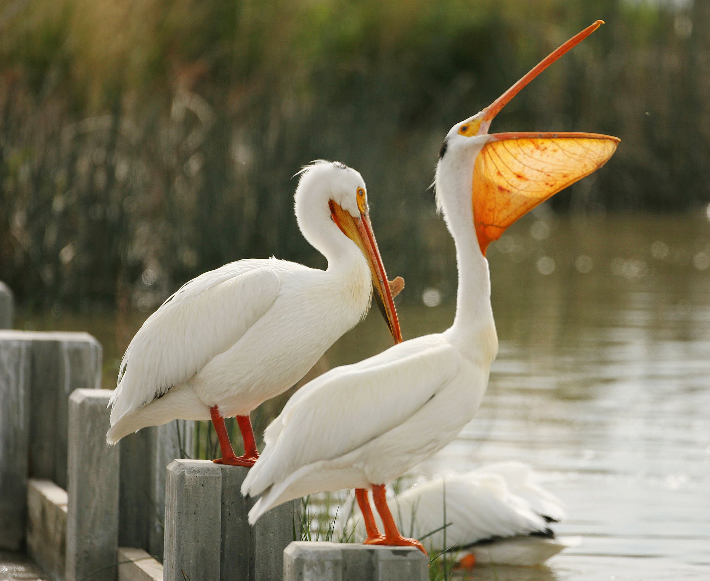 Lawmakers want to keep wildlife refuges open during a shutdown