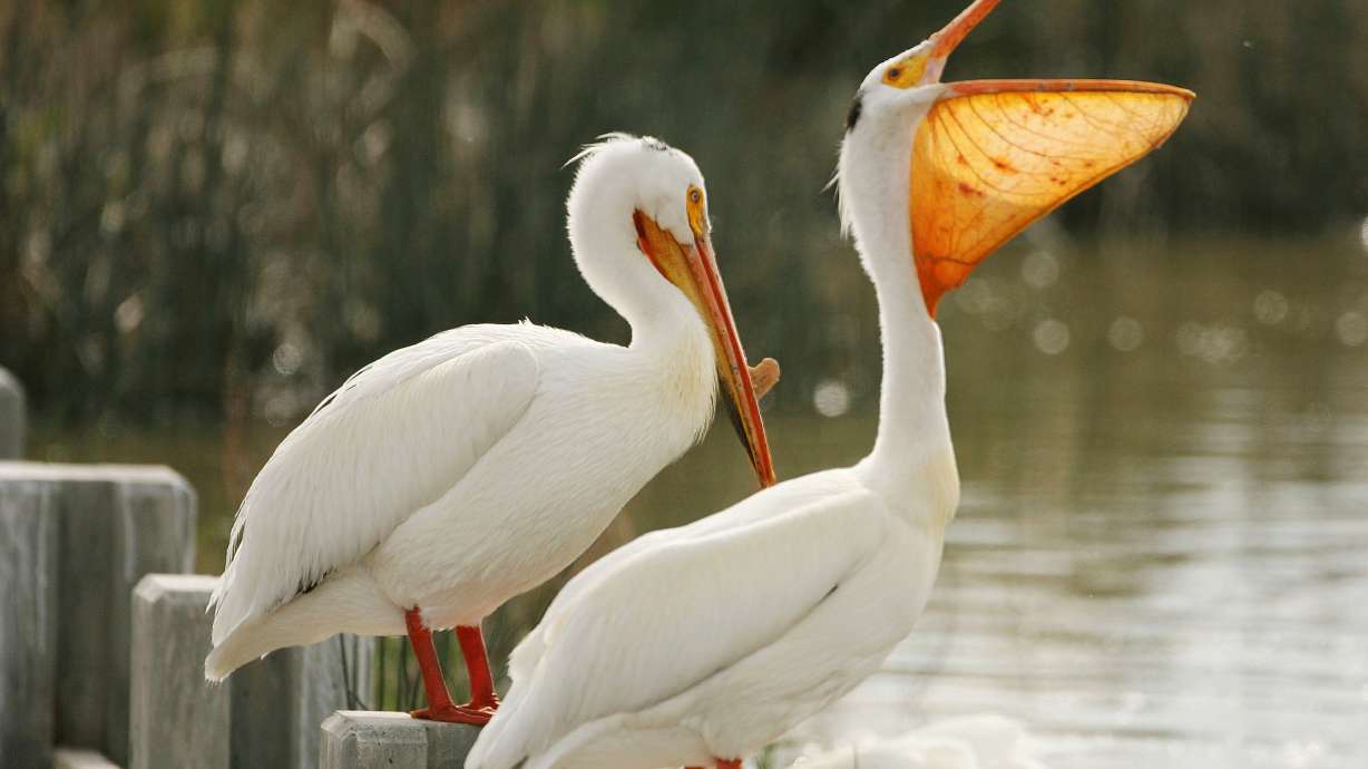 Pelicans hang out at the Bear River Migratory Bird Refuge near Brigham City in May 2008. Utah has already passed a law that says the state will step up to keep national parks open in the event of an emergency government shutdown.