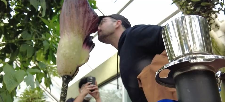 Rare corpse flower blooms at Brooklyn garden; crowds drawn to its 'stinky cheese, foot smell'