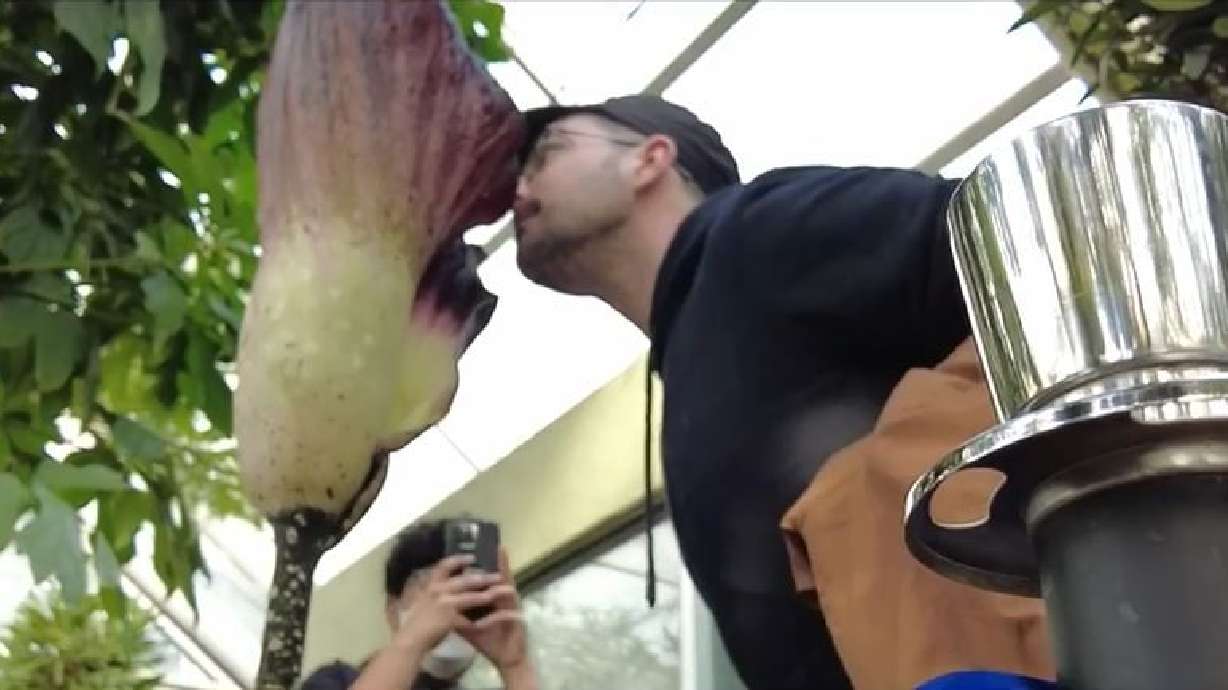 A rare corpse flower has bloomed at the Brooklyn Botanic Garden, where people waited in line for hours to get a whiff of its unique scent.