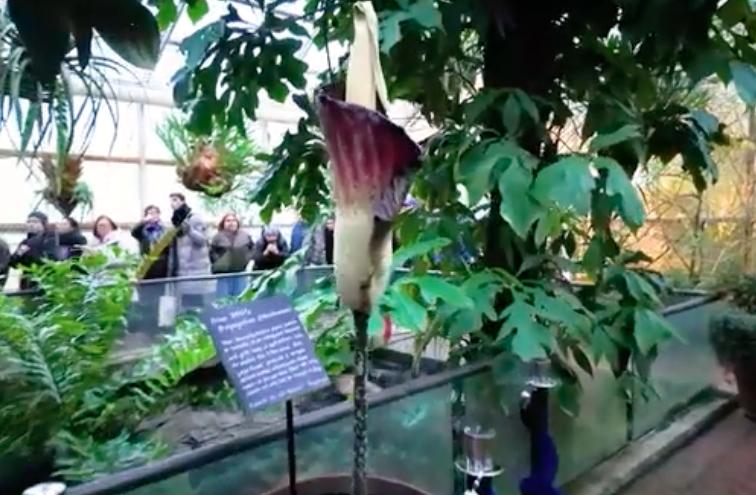 People waited hours this weekend to catch a glimpse and smell one of only nine publicly owned amorphophallus gigas in the world, at the Brooklyn Botanic Garden in New York.