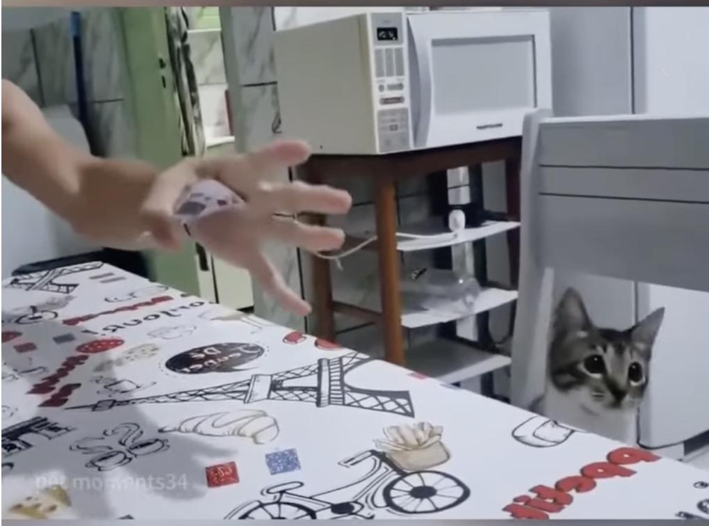 Have You Seen This? Cats respond hilariously to simple magic tricks