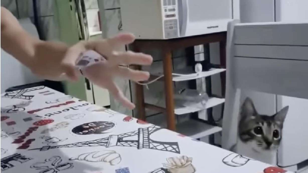 People have shared their cats' reactions to magic tricks online.