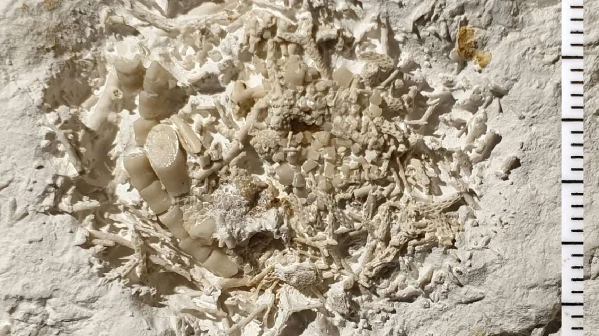 The find is a regurgitated lump of fragments from at least two different species of sea lilies that were eaten during the Cretaceous period 66 million years ago.