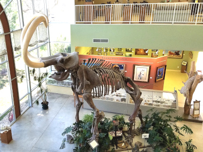 A life-size replica of the mammoth remains discovered near Fairview, Utah.