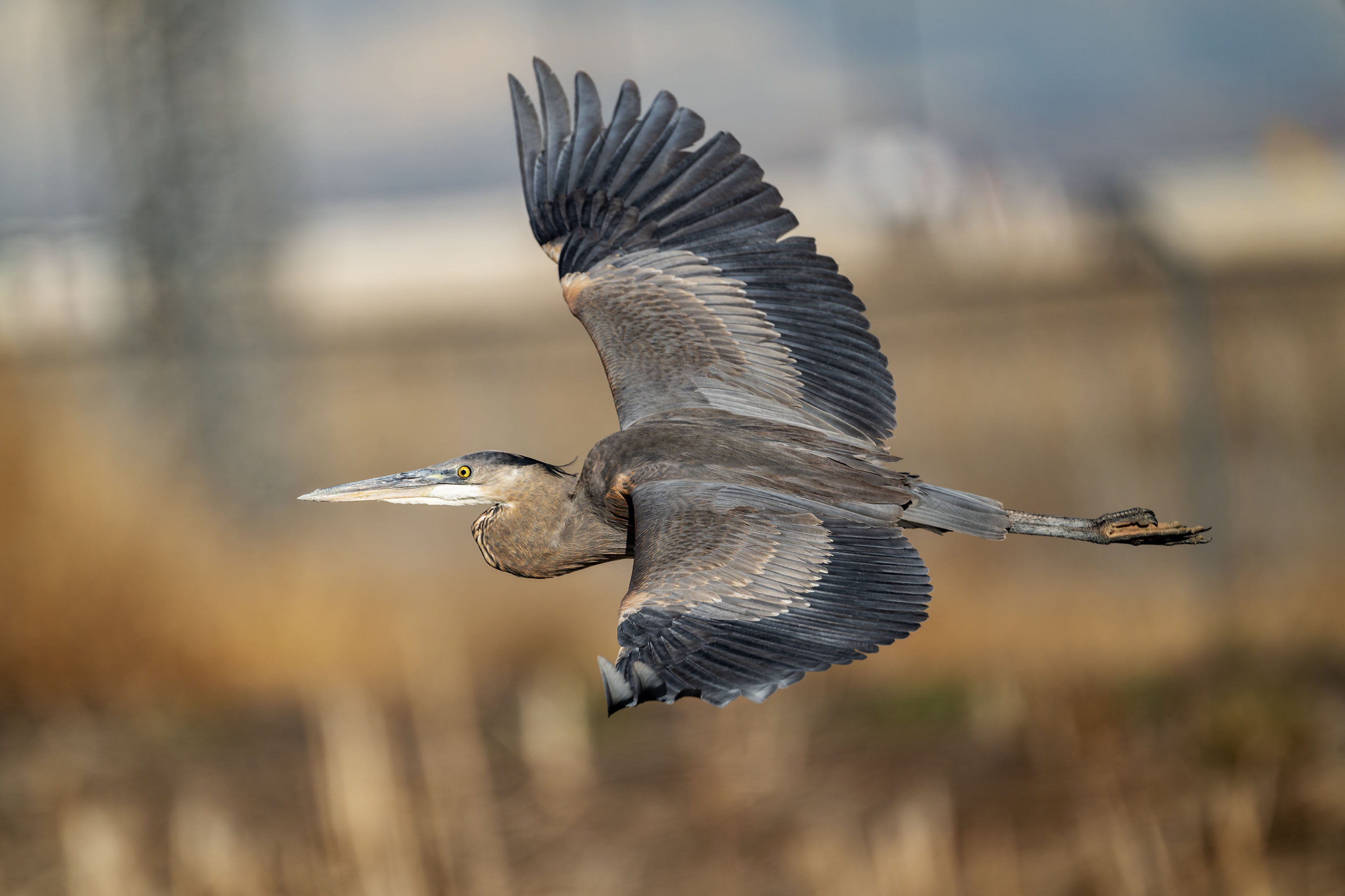A great blue heron flies in the wetlands by the Great Salt Lake on Dec. 31, 2024. Utah Rivers Council announced Thursday it's joining the Waterkeeper Alliance to form the Great Salt Lake Waterkeeper, seeking to protect the lake's future.