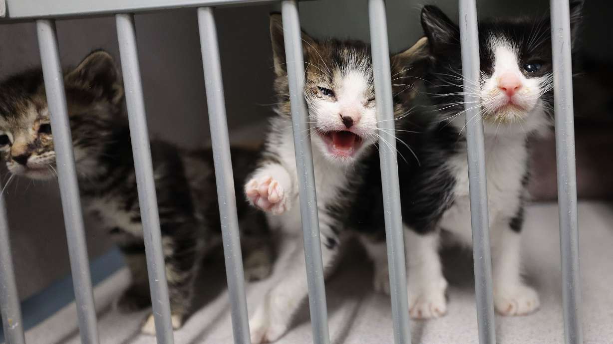 Kittens awaiting adoption at Salt Lake County Animal Services in Salt Lake City on June 8, 2023. Best Friends Animal Society has rescinded its offer to implement a cat neutering program in Provo.