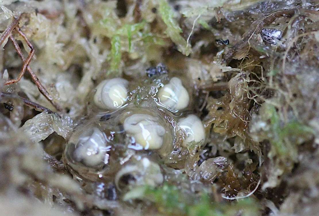 Although females lay the eggs, male Darwin's frogs carry and brood the tadpoles until they are ready to be "born."