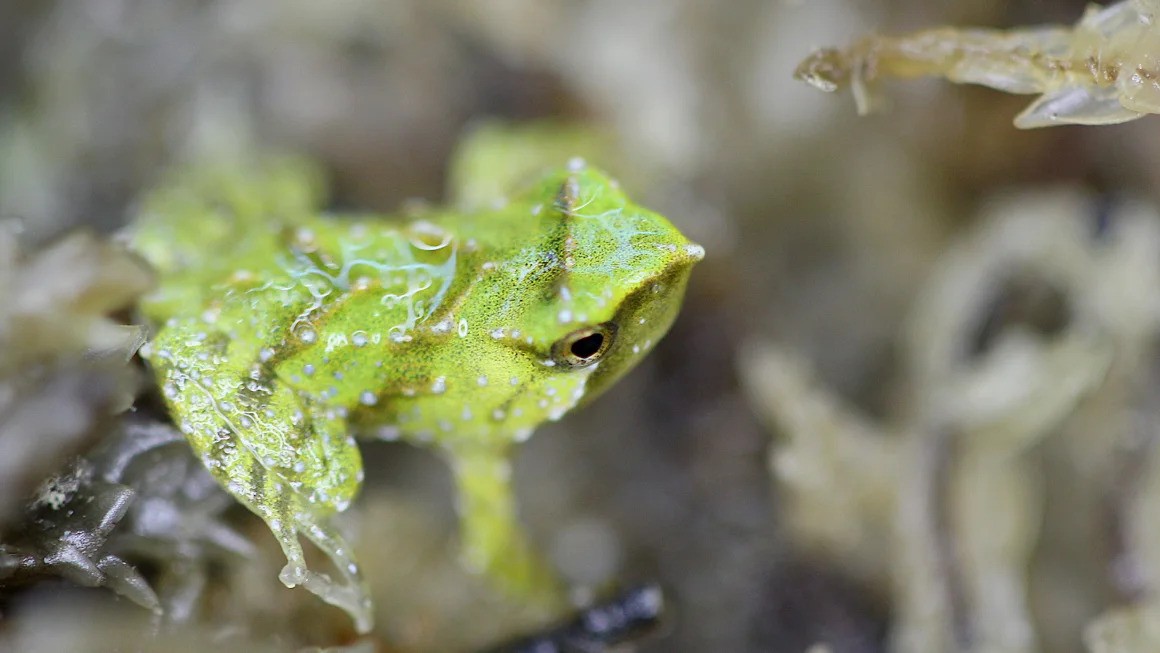 Endangered frog daddies transported 7,000 miles to 'give birth' to young