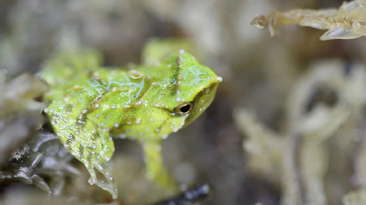 London Zoo has welcomed 33 new Darwin's frogs.