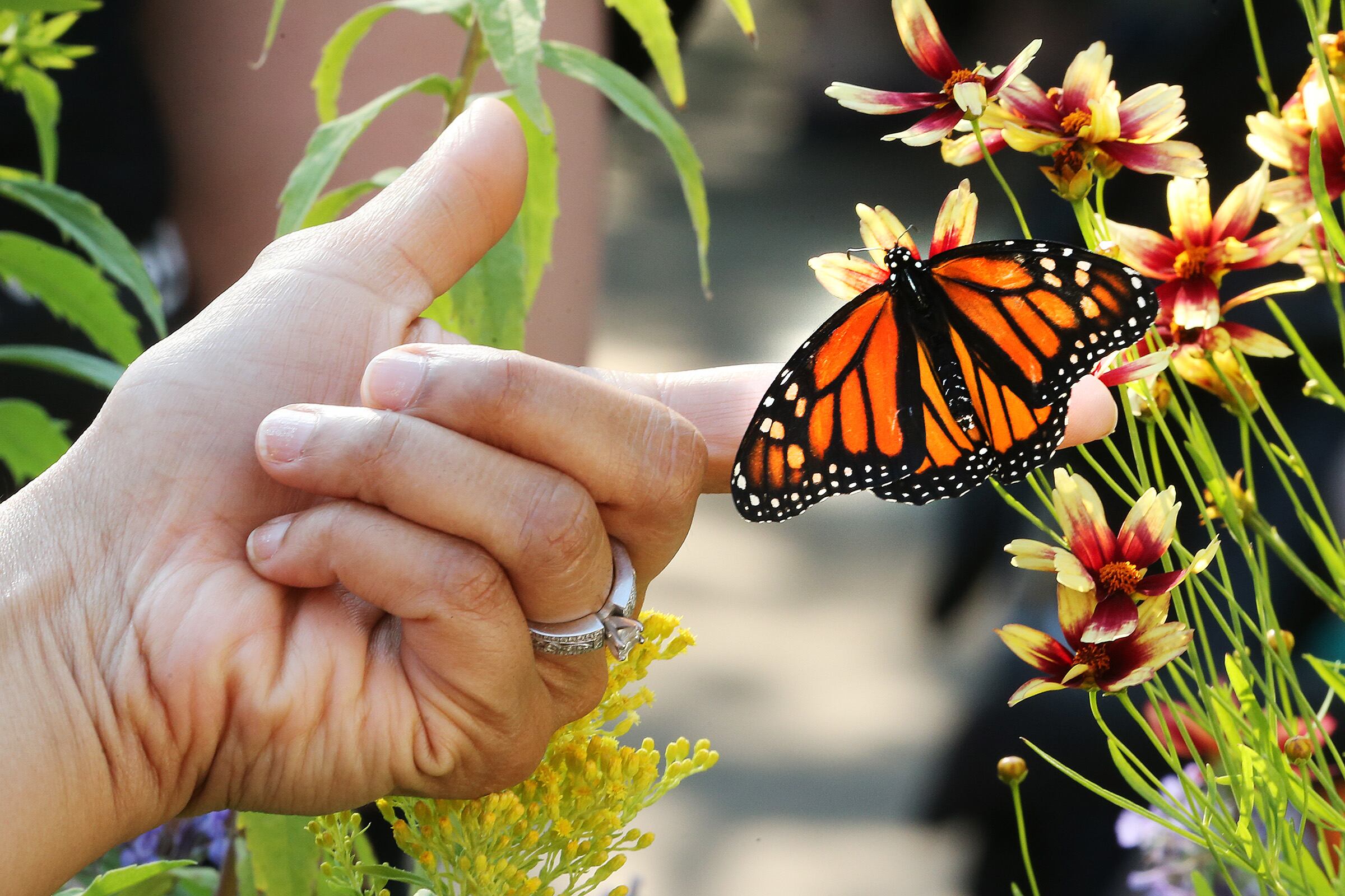 Utah's pollinator program demonstrates success amid crisis