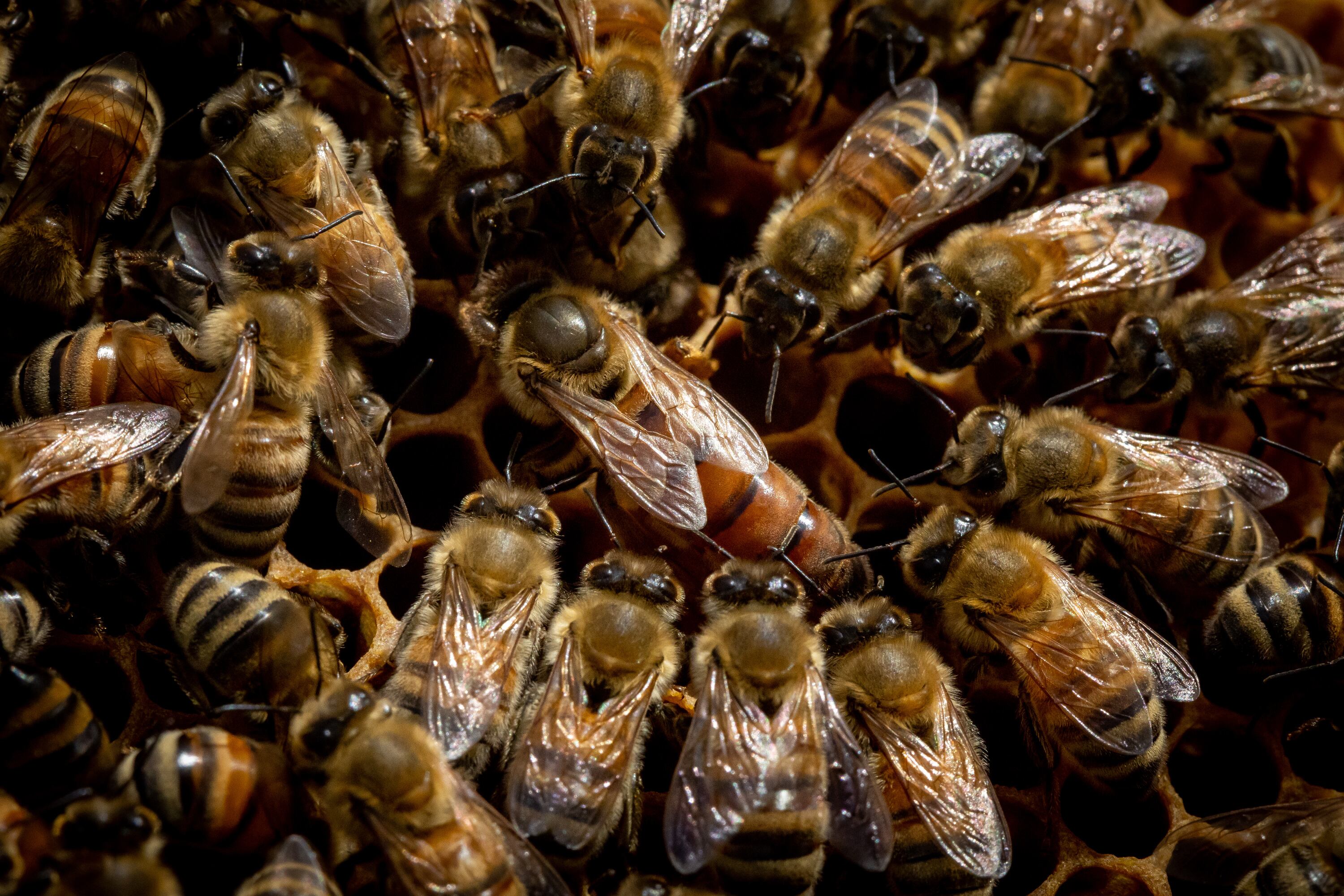 A queen bee, center, is surrounded by others in a hive tended by Tom Bench, owner of Hollow Tree Honey, in Sandy on May 3, 2023.