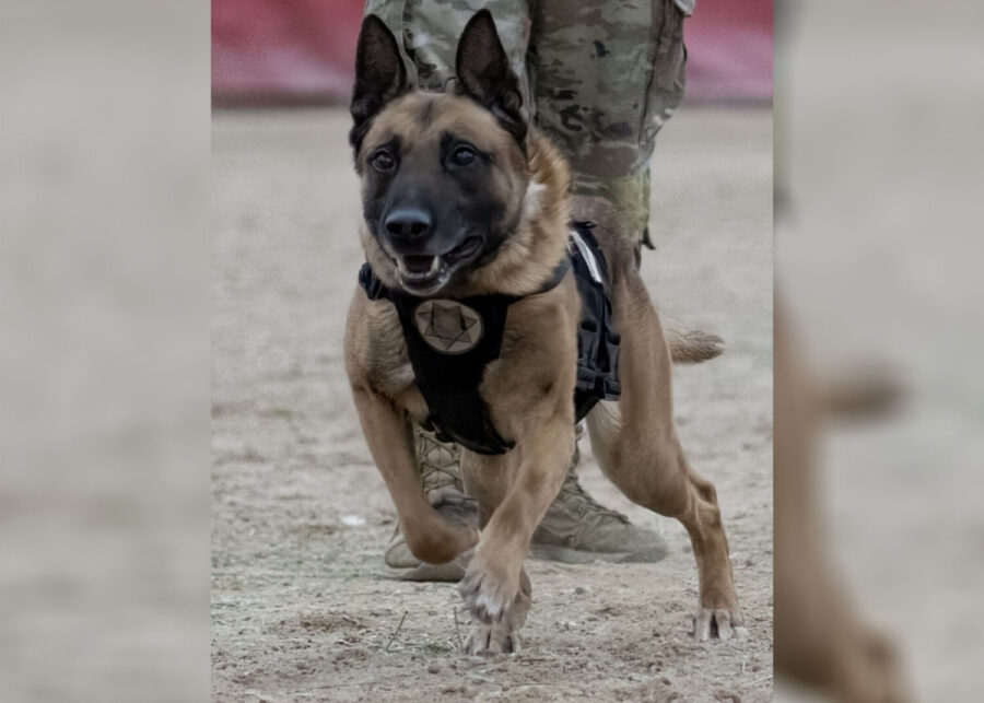 K-9 Loki is shown in this undated photo. The dog died after being left in a hot car on July 13, 2023.