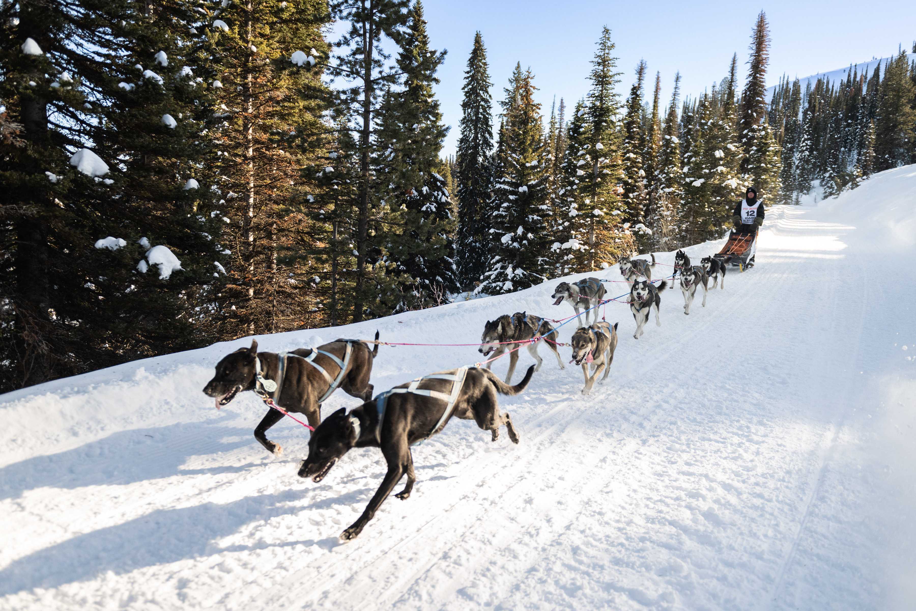 Wade Donaldson, from Coalville, competes in a 100-mile race Jan. 30, 2023, during the Idaho Dog Sled Challenge.