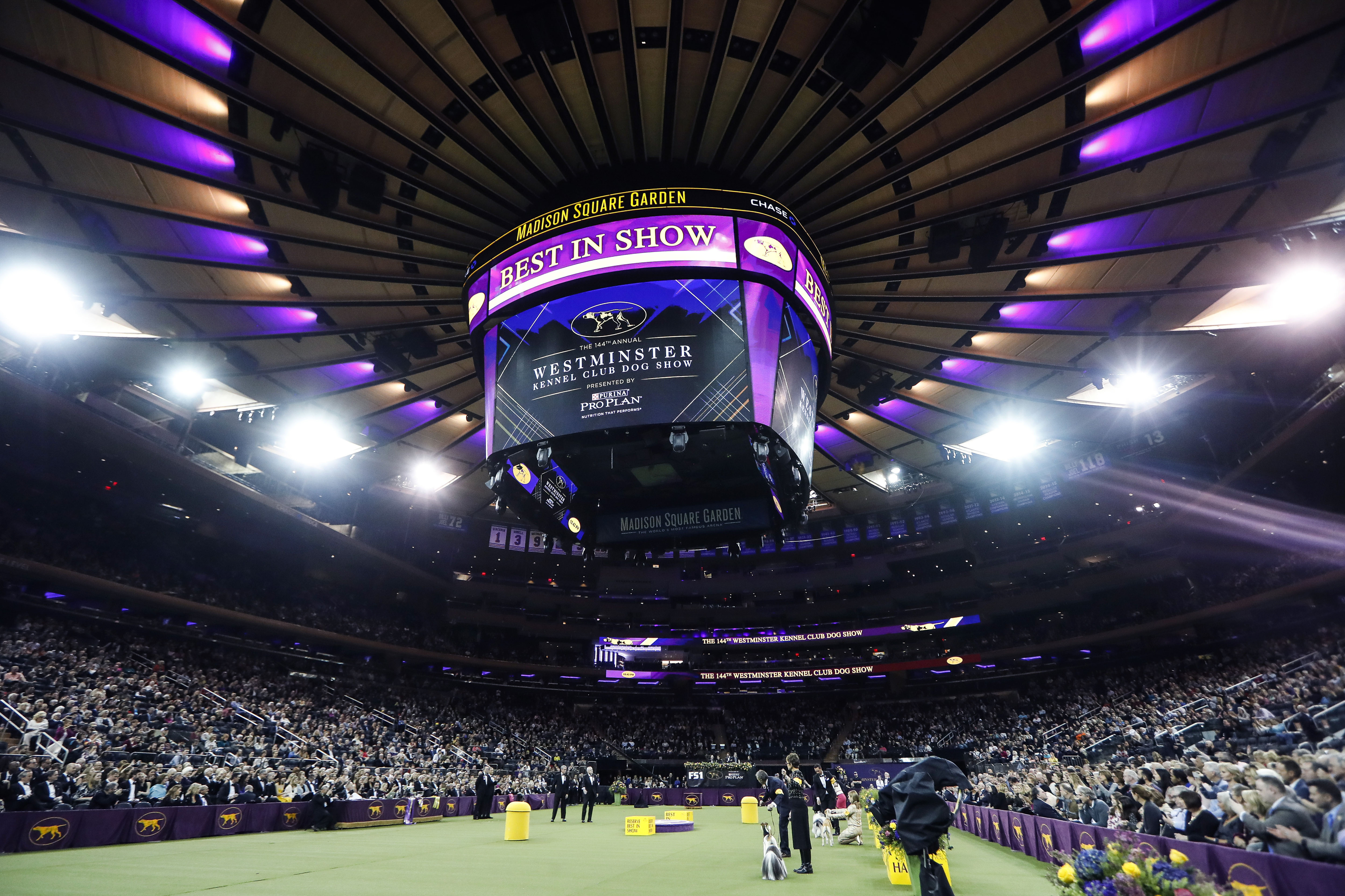 FILE — Judging commences in the Best in Show competition in the 144th Westminster Kennel Club dog show, in New York's Madison Square Garden, Feb. 11, 2020.