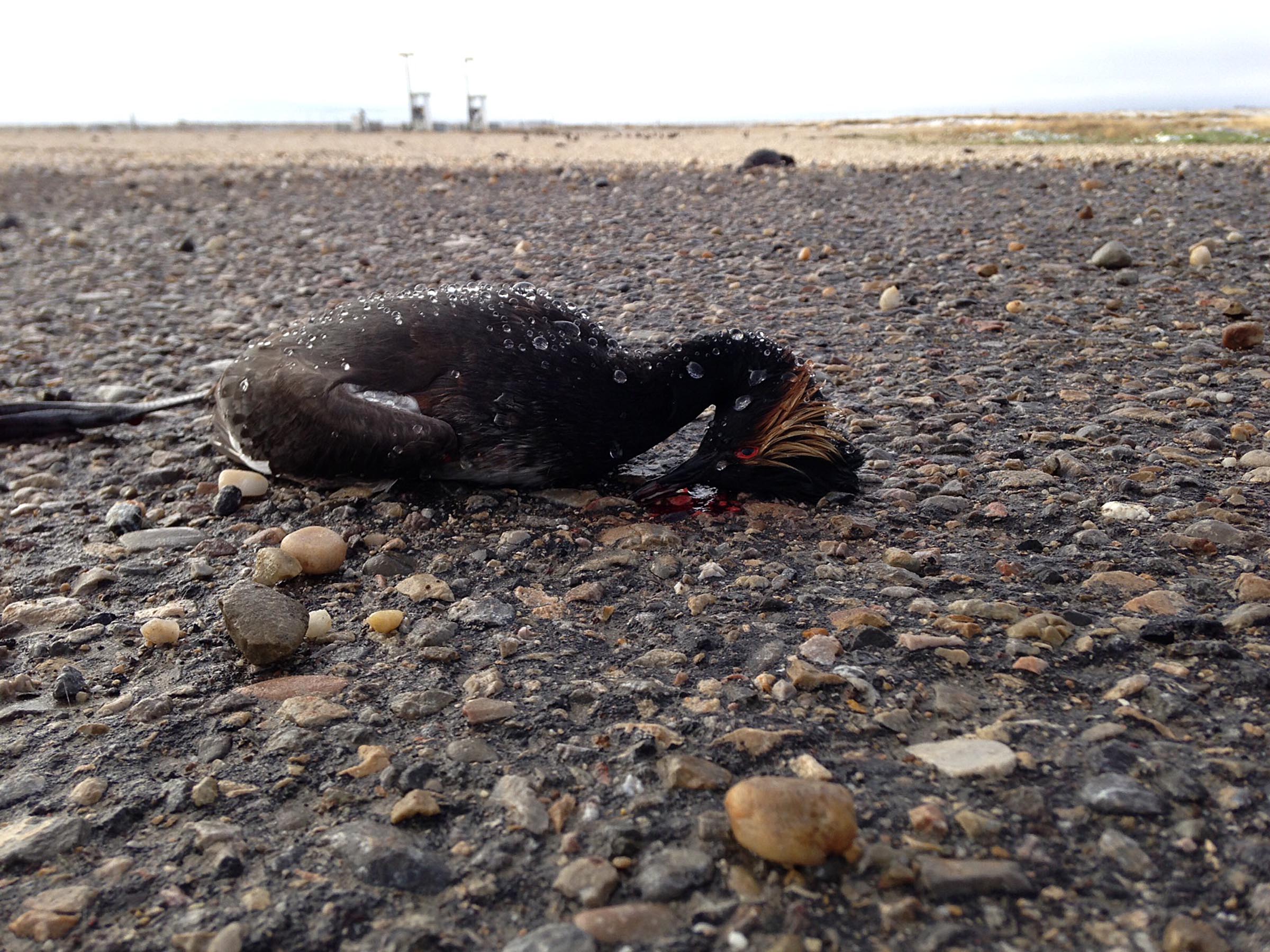 Thousands of Grebes Die in Utah’s Great Salt Lake From Bird Flu