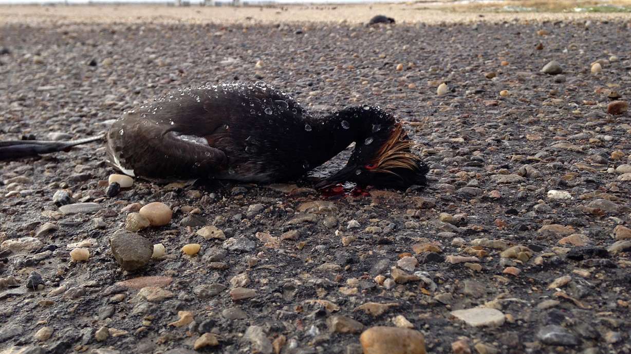 Staff at Dugway Proving Grounds find several hundred struggling and dead eared grebes on April 15, 2013. Utah wildlife officials say up to 25,000 eared grebes have died within the Great Salt Lake ecosystem since bird flu was detected in November 2024.
