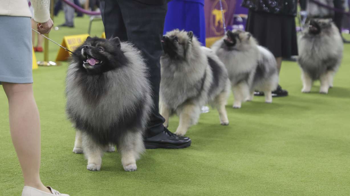 Keeshond dogs look up at their handlers during judging at the 149th Westminster Kennel Club Dog show, Monday, Feb. 10, 2025, in New York.