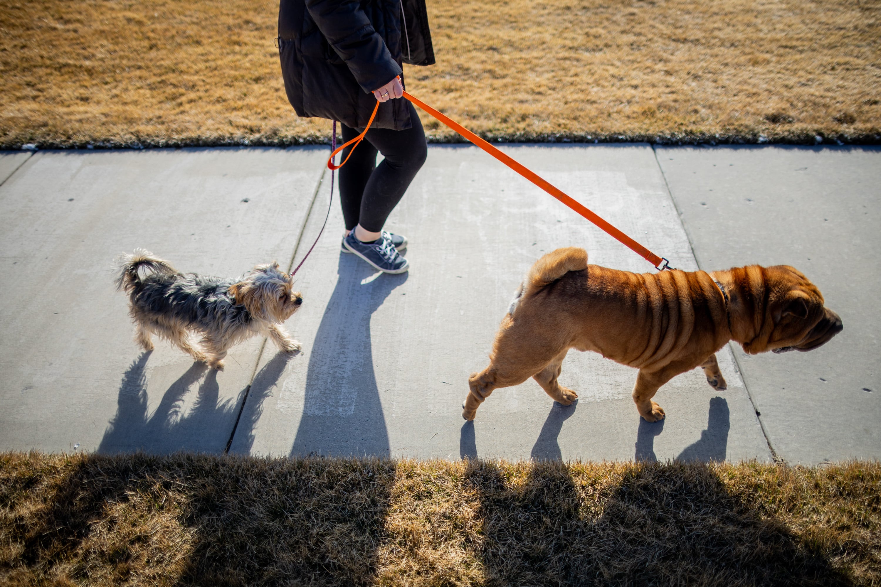 Kassandra Merritt walks her dogs Lizzy, left, and George, right, outside her home in Kearns on Feb. 9.